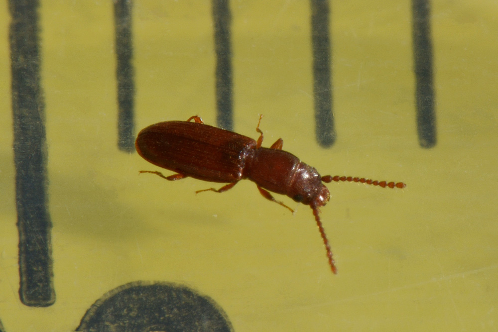 Bothrideres bipunctatus (Bothrideridae) e Cryptolestes cfr. duplicatus (Laemophloeidae)